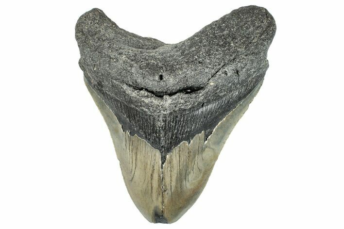 Serrated, Fossil Megalodon Tooth - North Carolina #294705